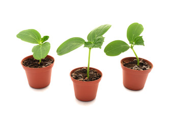 cucumber seedlings