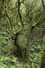 Naklejka premium Bemooster Baum im Nationalpark Garajonay auf der Insel La Gomera 