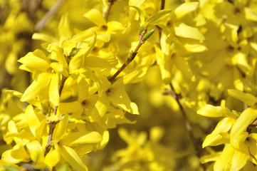 Forsythia