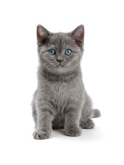 Obraz premium Scottish Kitty