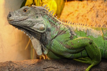 Green iguana
