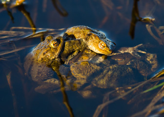 Common Toads mating