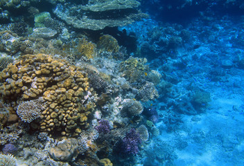 Fototapeta na wymiar Coral reef in Red Sea - Egypt