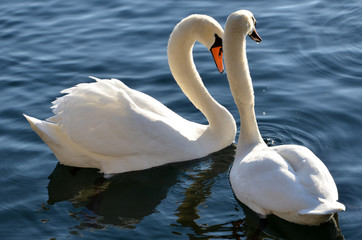 Obraz premium cygnes