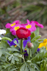 rote Ranunkel auf der Terrasse