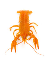 crayfish