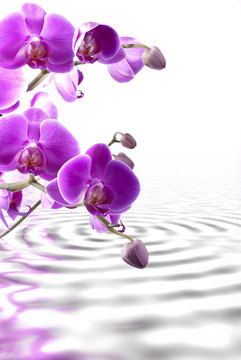 orchidea