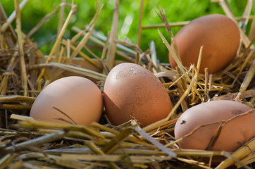 oeufs,pâques,fêtes,joyeux,paille,herbe,vert