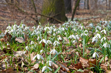 First Snowdrops