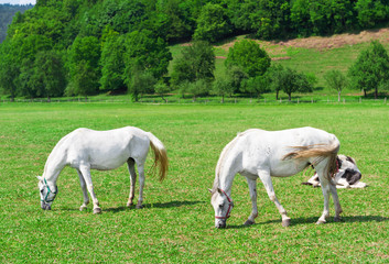 Obraz na płótnie Canvas Two white grazing horses on green meadow.