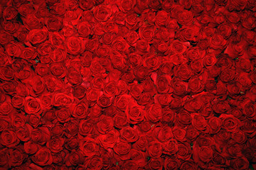 Background with red roses