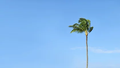 Light filtering roller blinds Palm tree Tropical Palm Tree against a blue sky