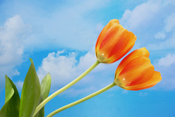 Two orange tulips with blue sky background