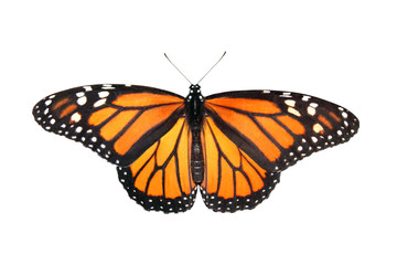 Fototapeta na wymiar Zachodnia Tiger królowej Butterfly