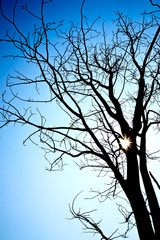 Dead tree branches and sunlight