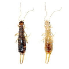 insect earwig isolated