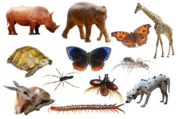 animals