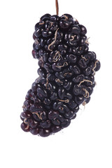 Mulberry