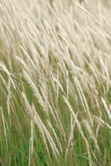 Reed in tropical field
