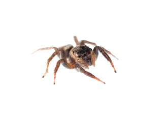 jumping spider