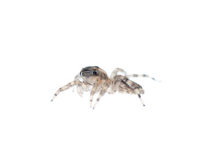 jumping spider