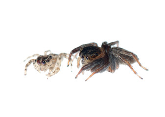 jumping spider