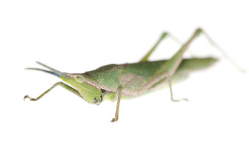 green insect grasshopper