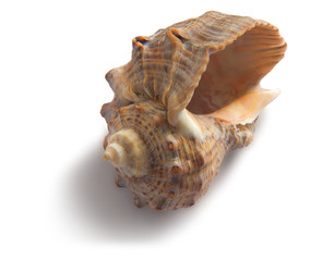 shell