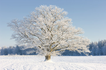 Frozen tree on winter field and blue sky