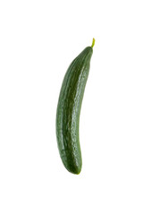 Cucumber