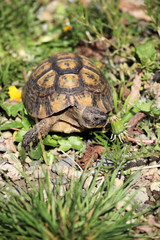 tortue terrestre, testudo hermanni