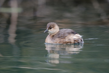 Zwergtaucher, Little Grebe, Achybaptus ruficollis