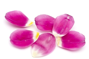 Fototapeta na wymiar Tulip petals