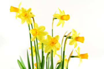 narzisse © fotograf-halle.com