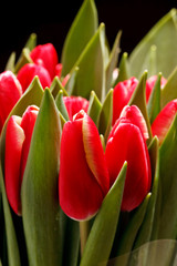 Naklejka premium beautiful tulips