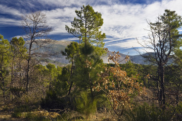 Pico Casillas