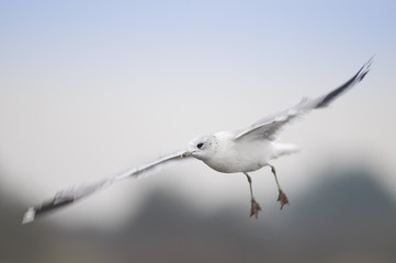 Mouette en vol
