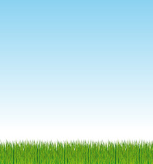 Fototapeta na wymiar Fresh green grass background with blue sky