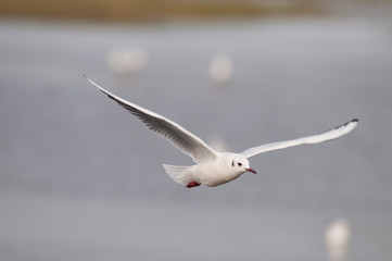 Fototapeta premium Mouette en vol