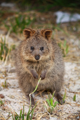 Quokka, Australian marsupial