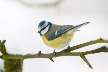 Fototapeta premium Mésange bleue (Cyanistes caeruleus - Eurasian Blue Tit)