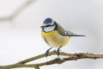 Mésange bleue (Cyanistes caeruleus - Eurasian Blue Tit)