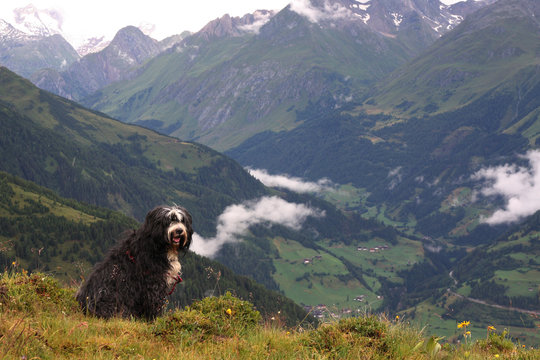 Urlaub mit Hund