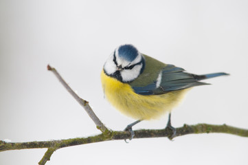 Mésange bleue (Cyanistes caeruleus - Eurasian Blue Tit)