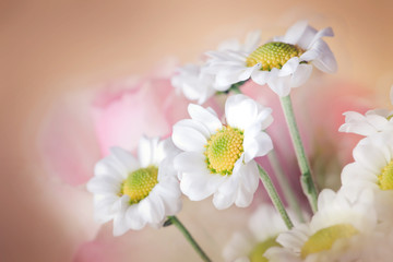 Blossom white chrysanths in bouquet
