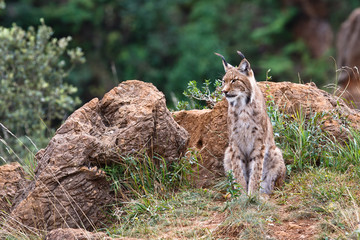Eurasian lynx © Rafa Irusta