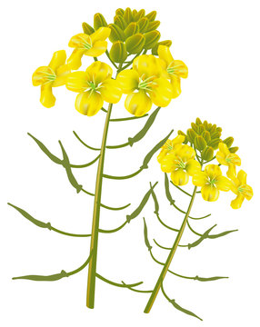 Mustard flower on a white background. Vector illustration.