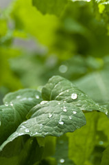 natura