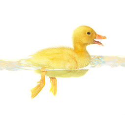 duck