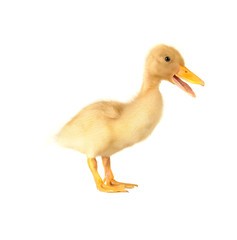 duck on a white background
